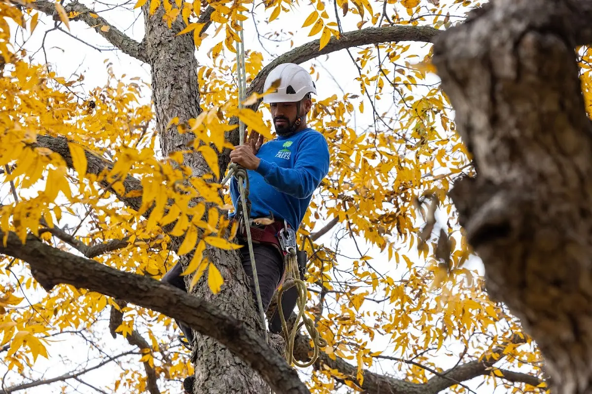 Skilled Tree Pruning crew working in Akron